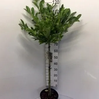 Magnolia stellata