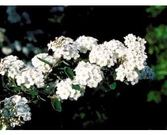 Spirea di Van Houtte