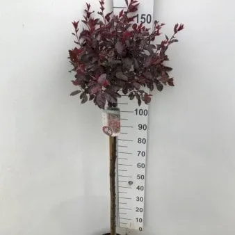 Pruno nano a foglie rosse