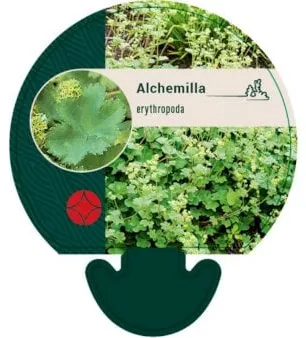 Alchemilla nana