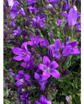 Campanula strisciante