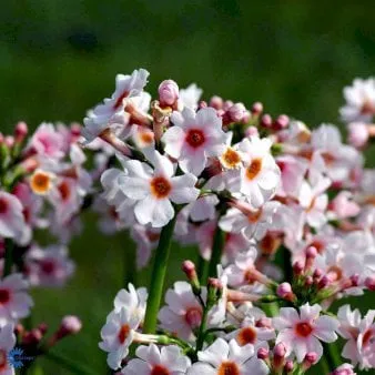 Primula giapponese