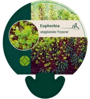 Euforbia