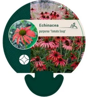 Echinacea rossa