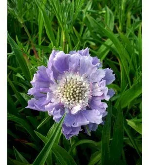 Knautia