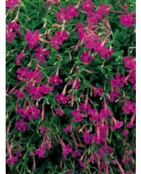 Silene autunnale
