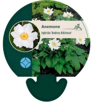 Anemone giapponese