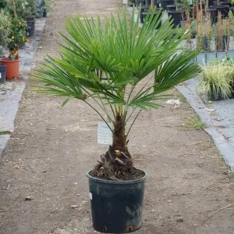 Palma di canapa